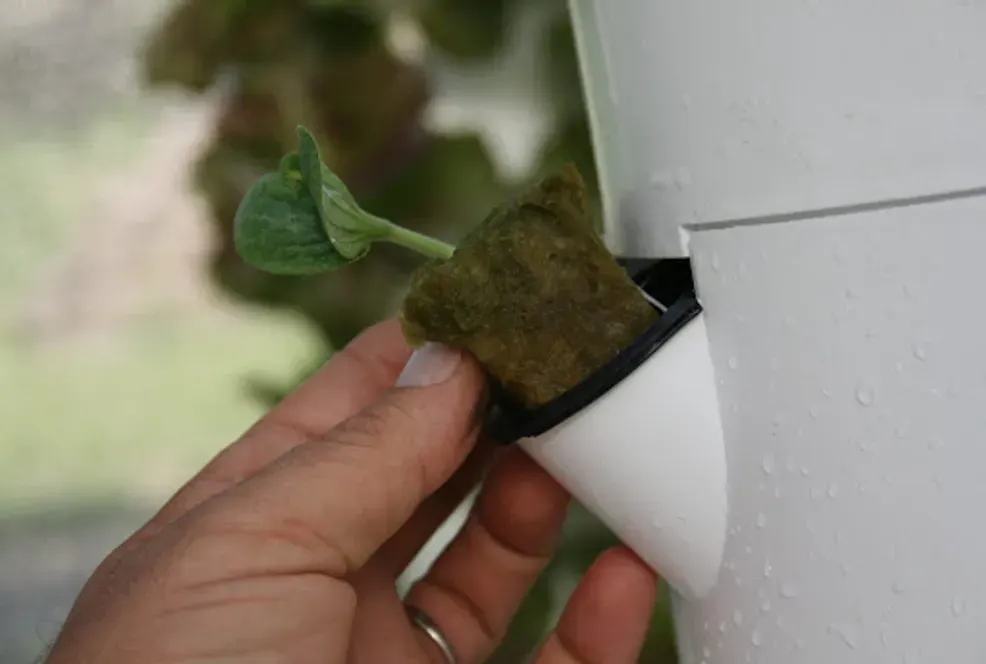 Person inspecting rockwool cube seedling in Tower Garden growing port for hydroponic gardening