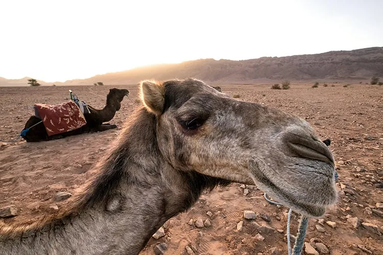 Sahara Camel