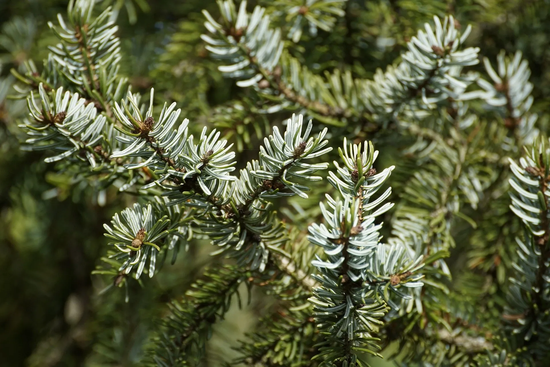 Conifer scents are great for fresh smelling soaps.