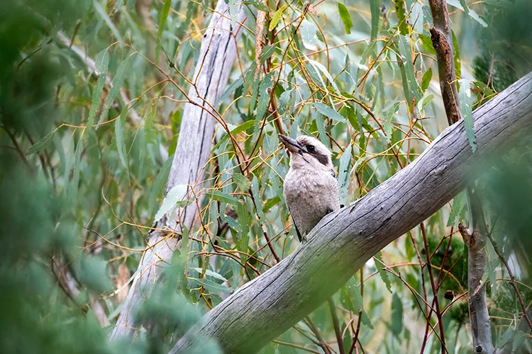 Mambray Creek Kookaburra