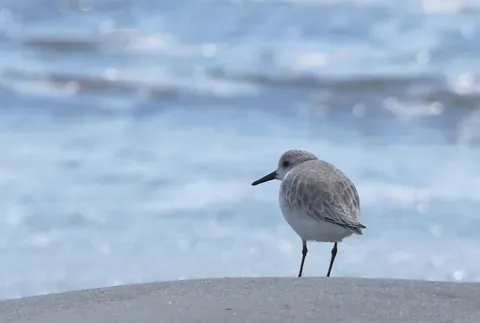 vision of calm and clear like this picture of a bird near water with sun sparkling