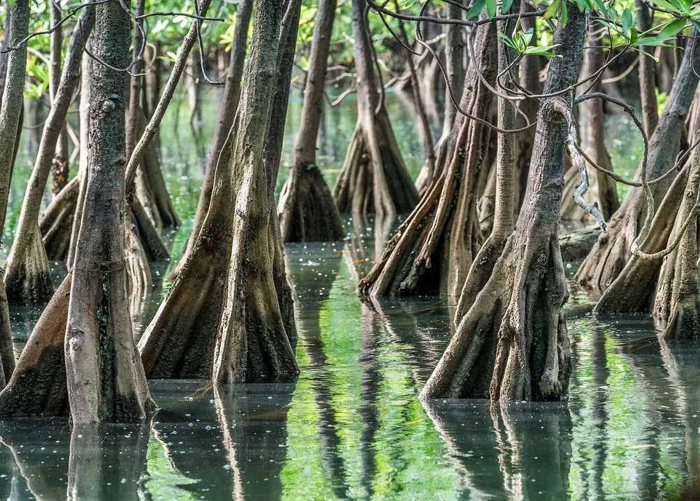 Mangroves