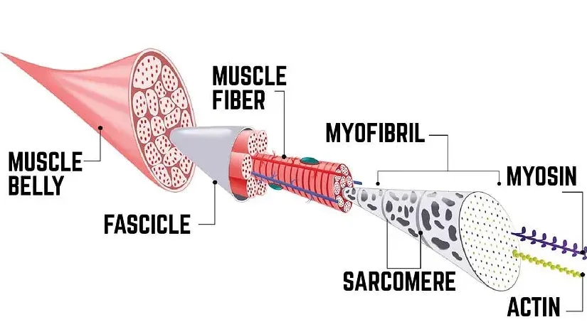 The various muscle fibers and components of muscle.