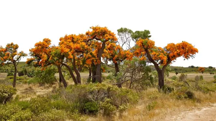 West Ausralian Christmas Trees