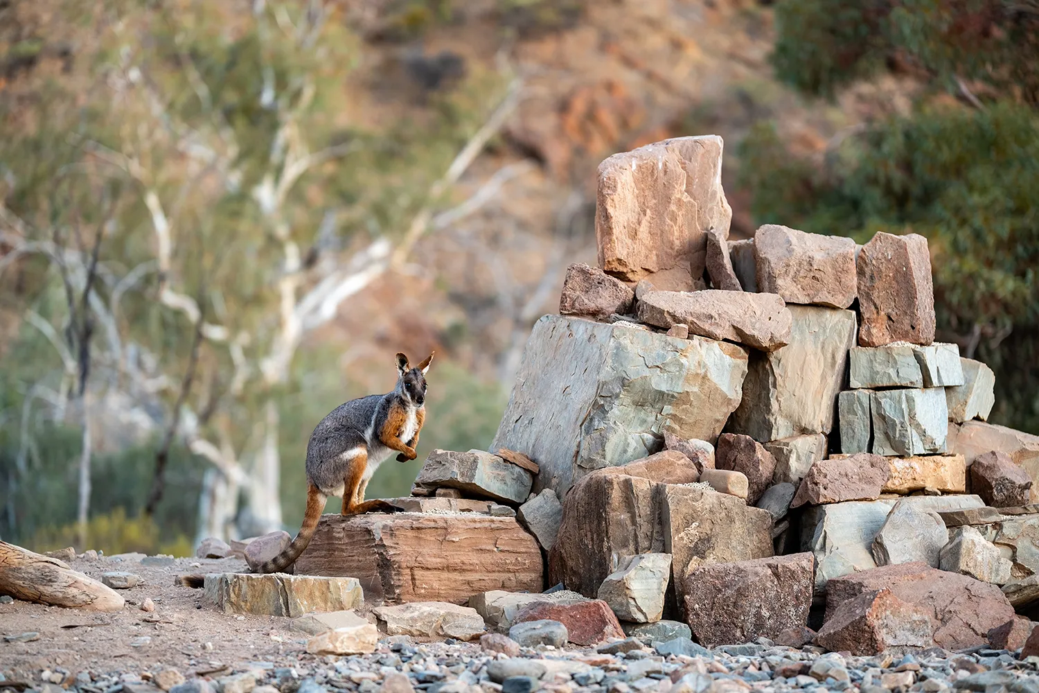 Arkaroola Yellow Footed Rock Wallaby