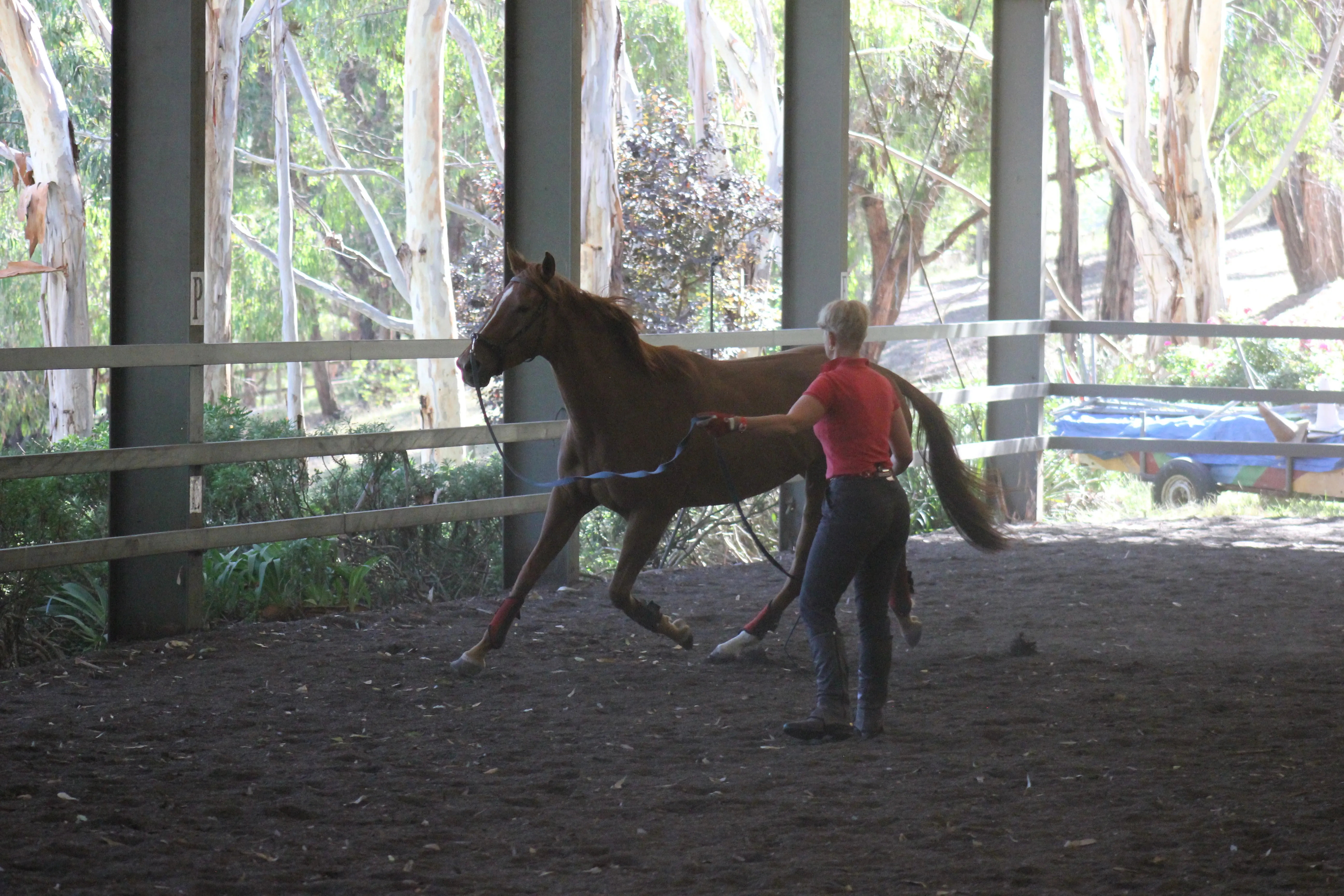 Maggie's beginning her racehorse pre-training