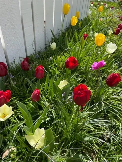 Spring tulips in Colonial Williamsburg garden