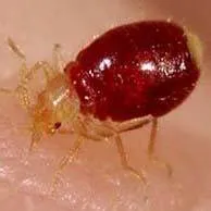 Bed Bugs
