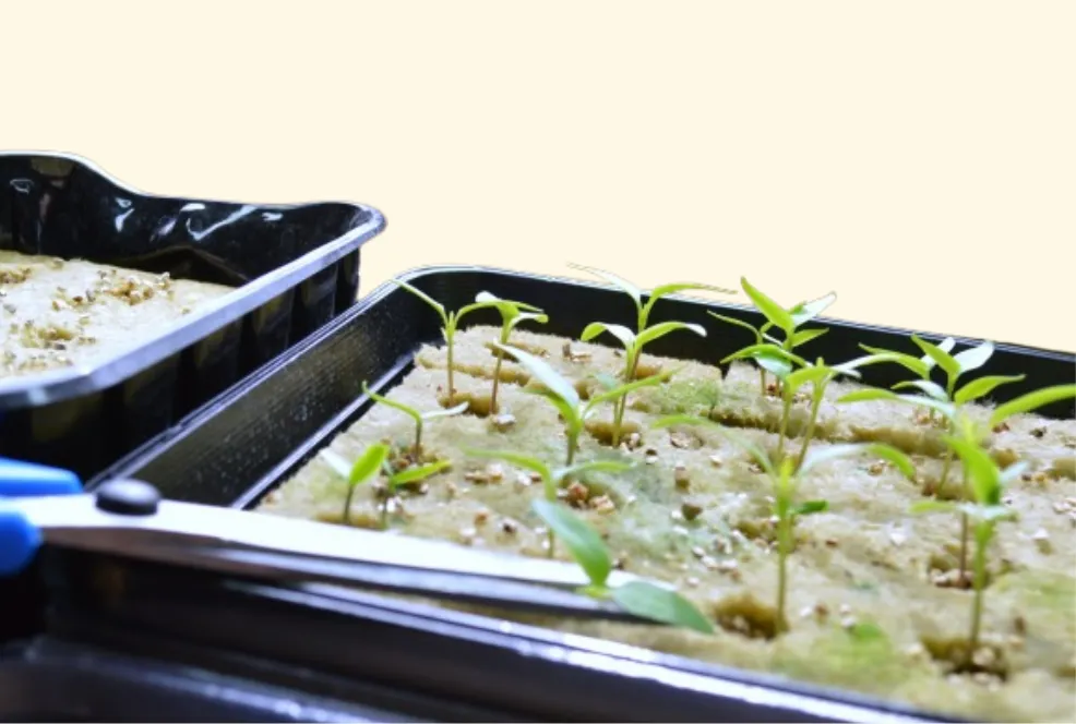 Hand with scissors thinning seedlings in a tray for Tower Garden hydroponic gardening