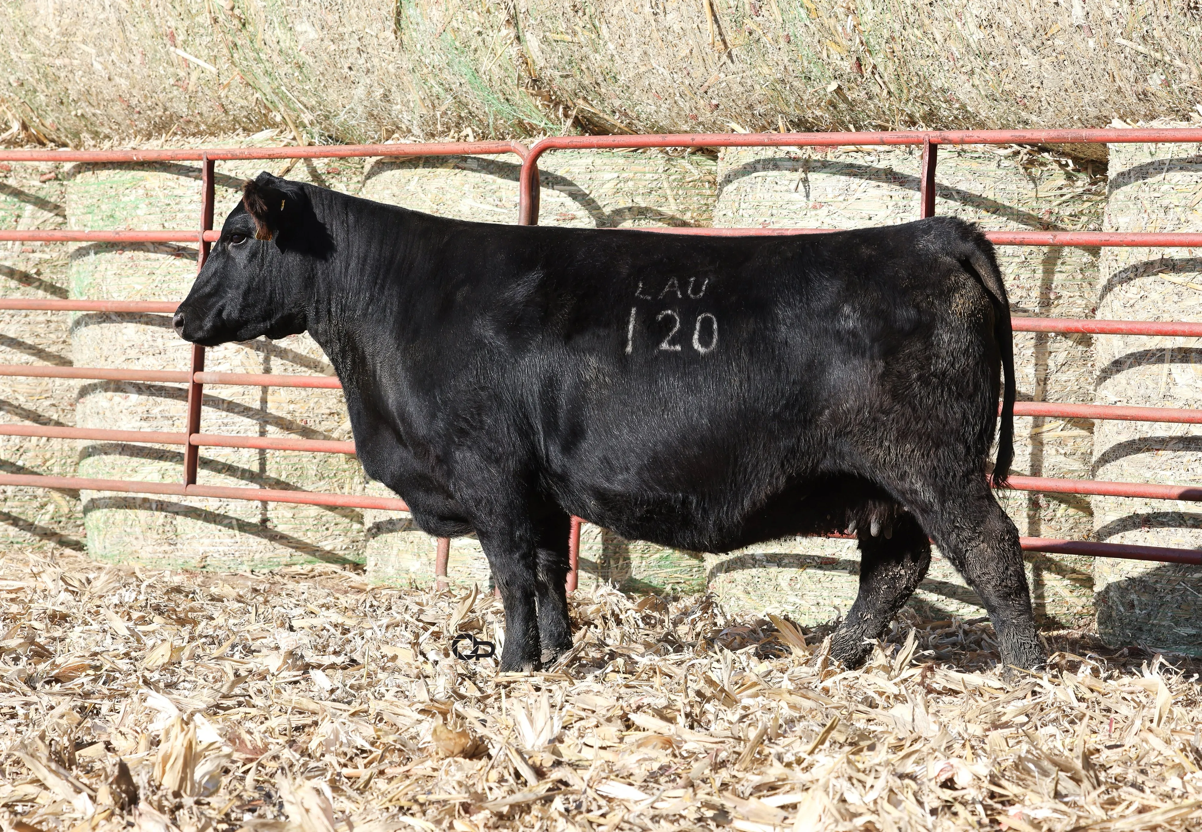Lot 66 Lau Angus Bred Cow Sale 2023