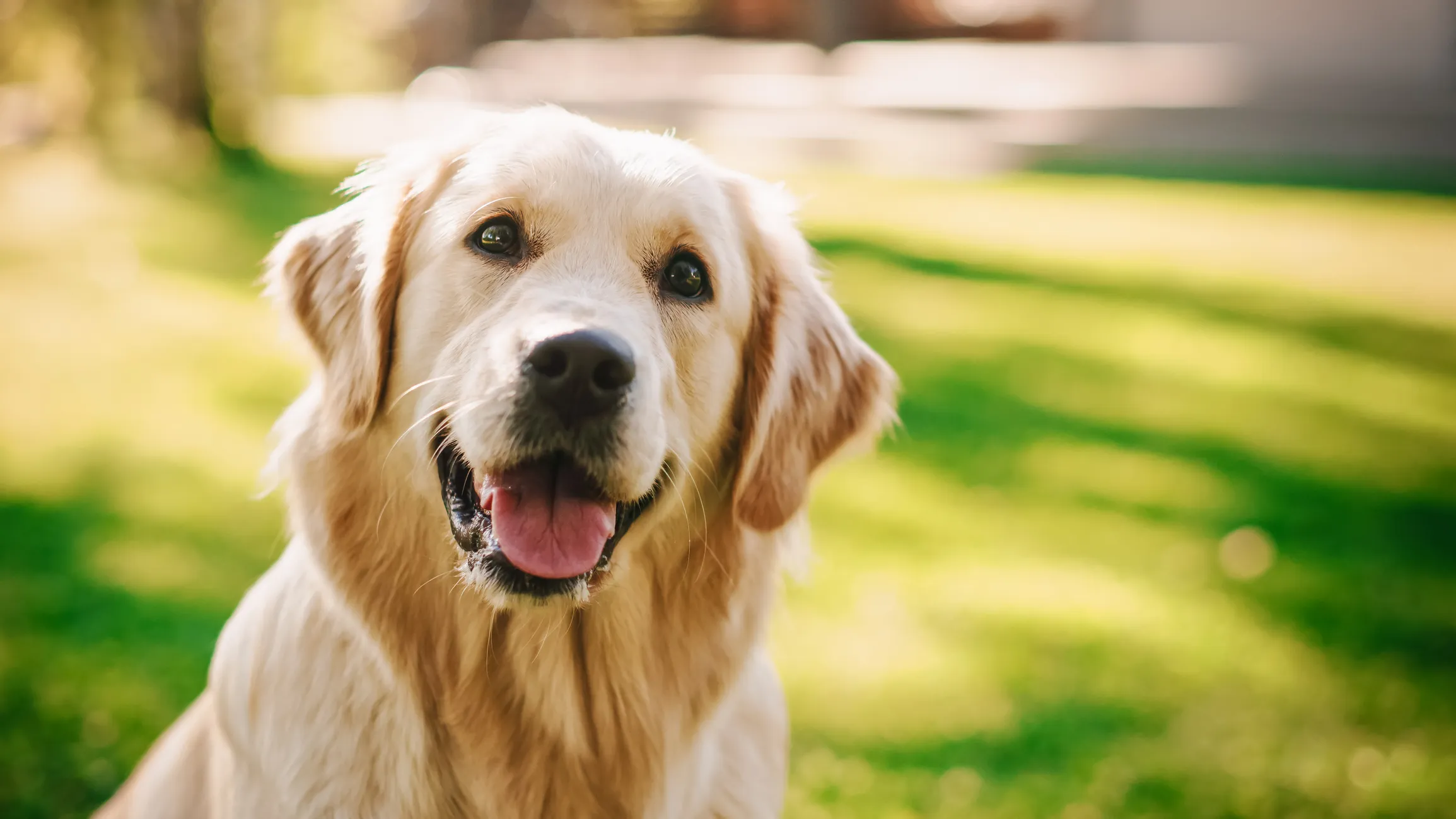 Halo the Golden Retriever