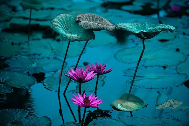 Lotus flowers