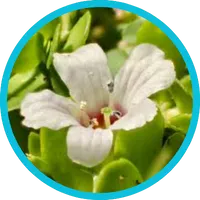 Bacopa Monnieri