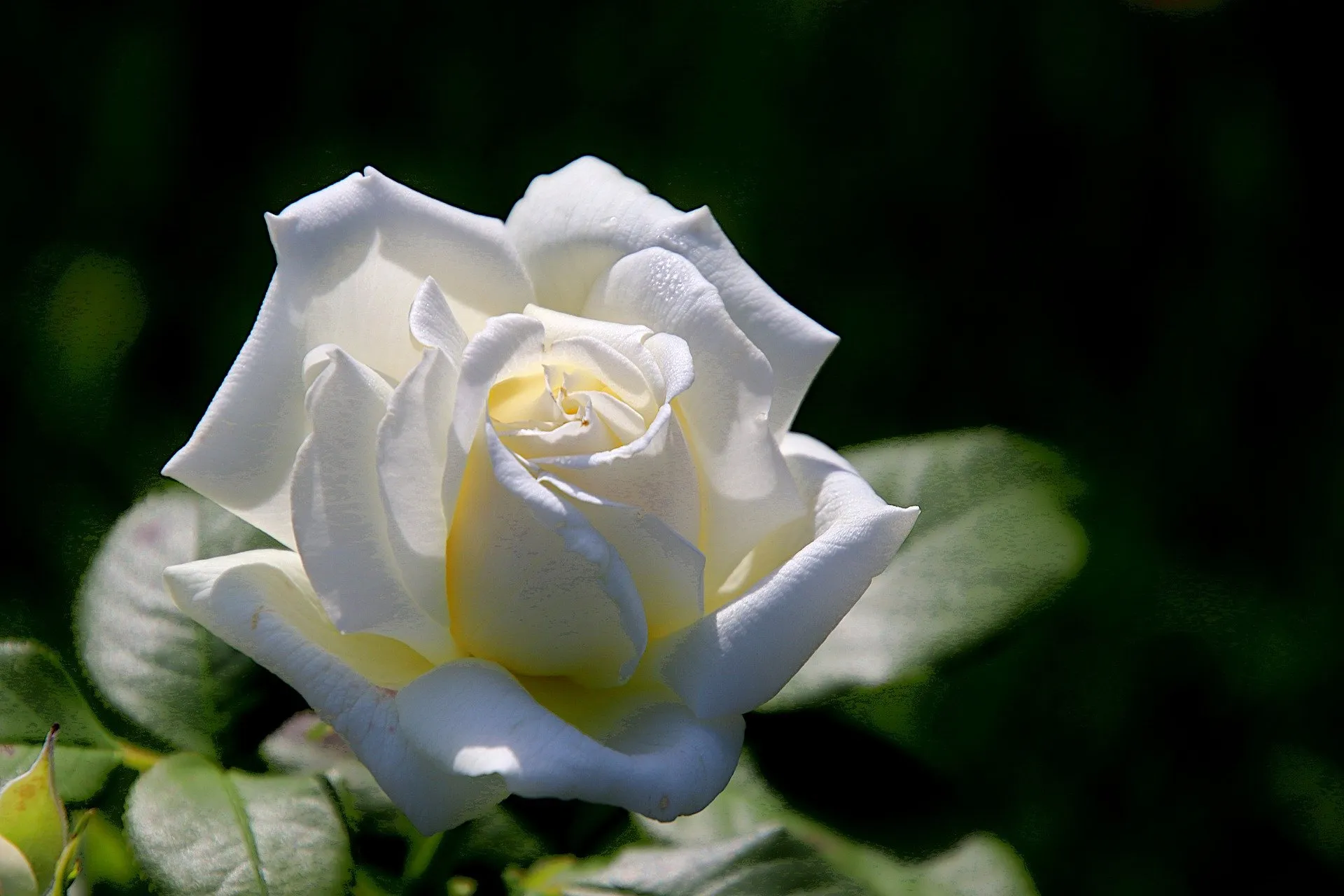 Purity of a white rose