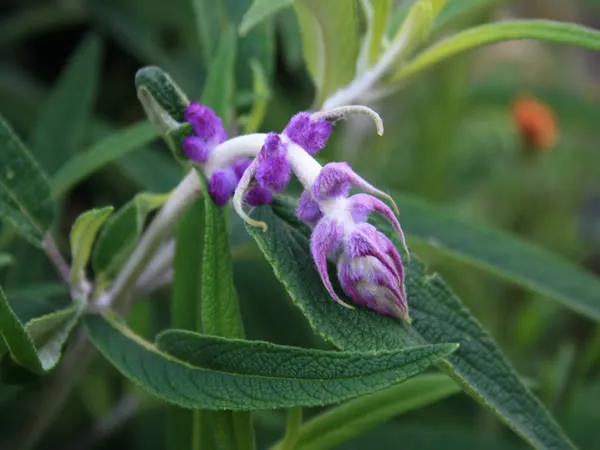 Salvia-Leucantha-Purple-Velvet