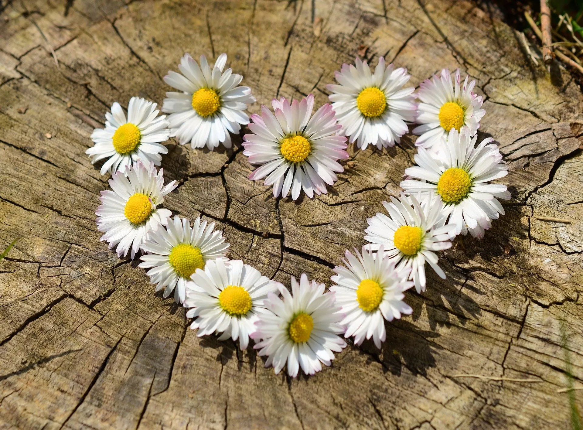 Chamomile flowers