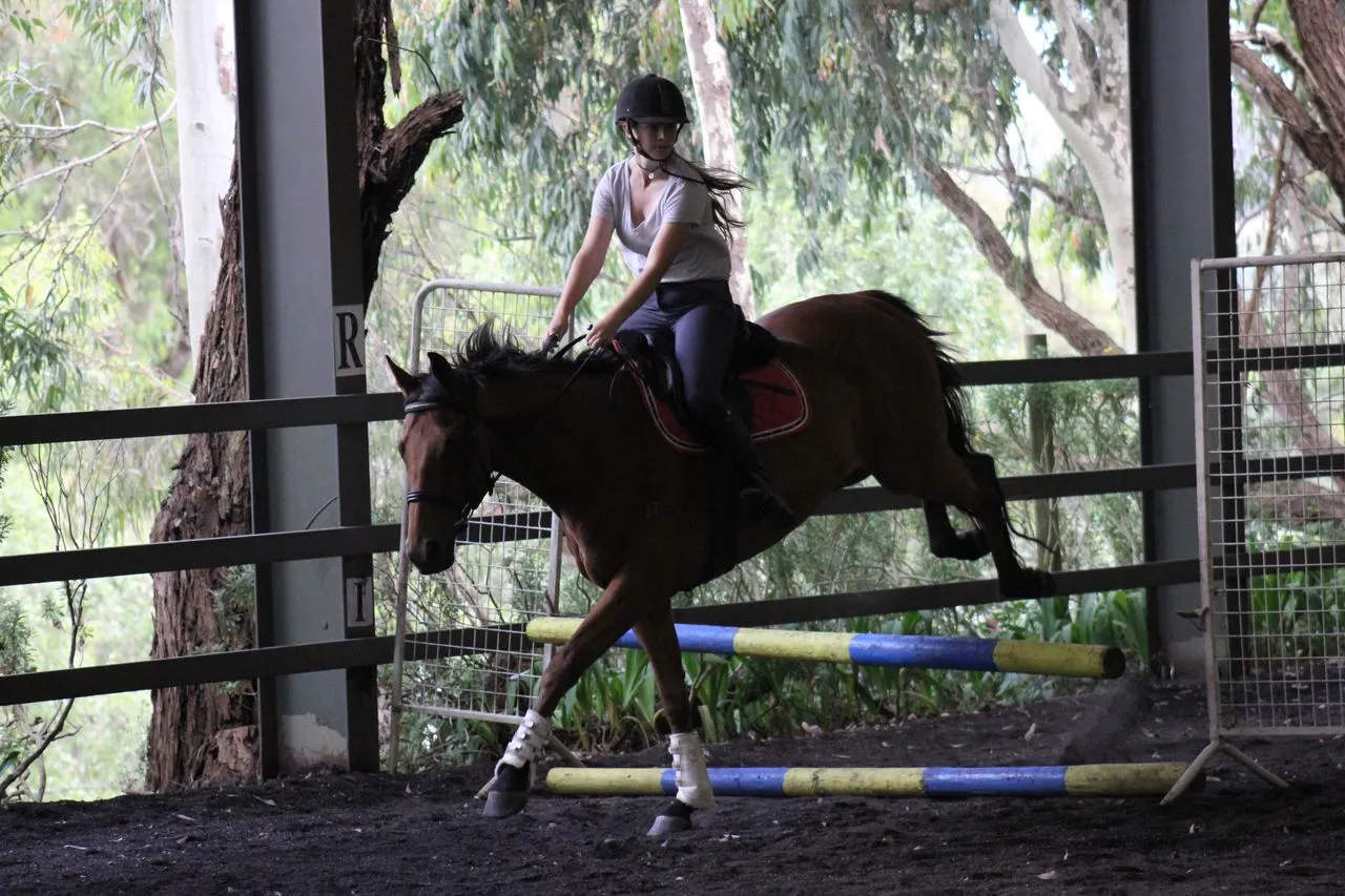 Horse Owner group day clinic jumping