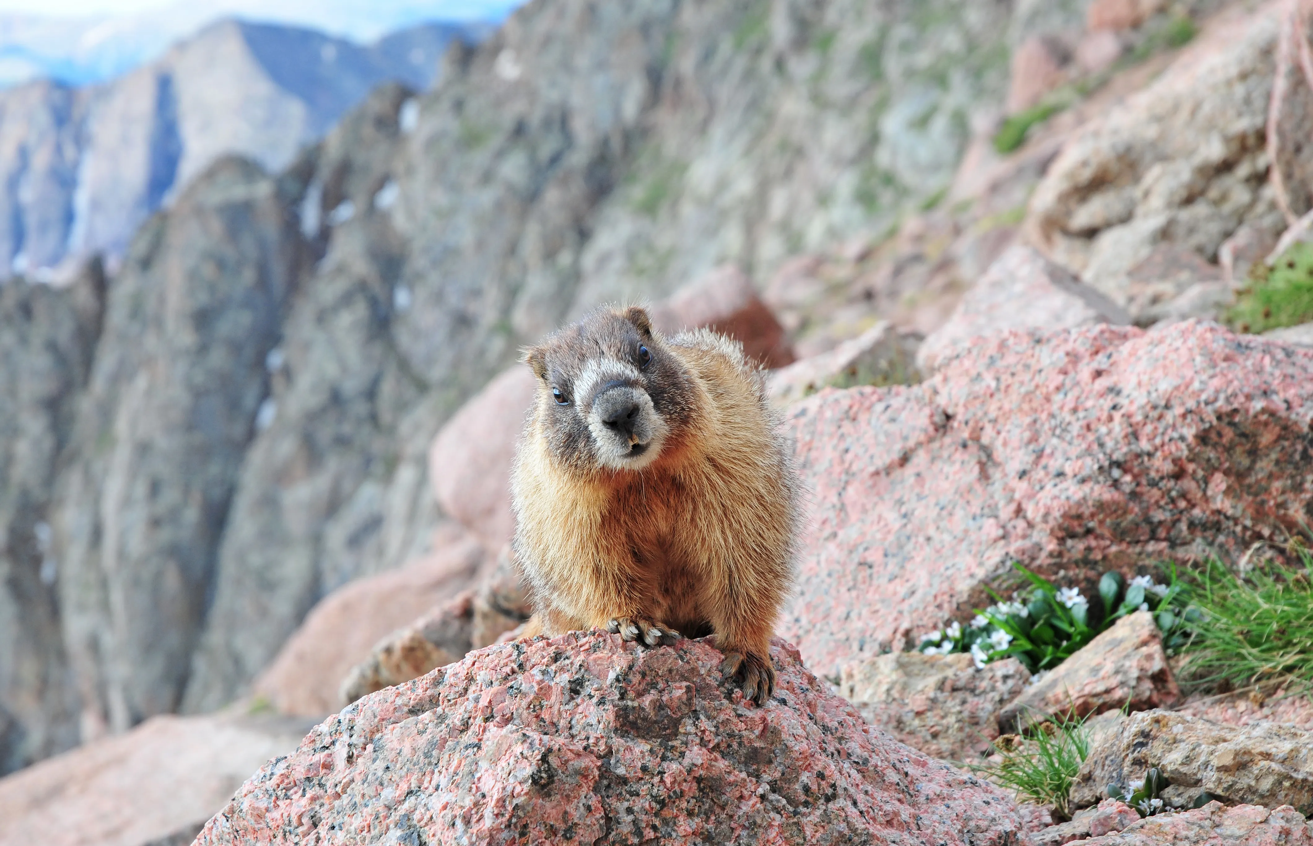 curious marmot in the mountains