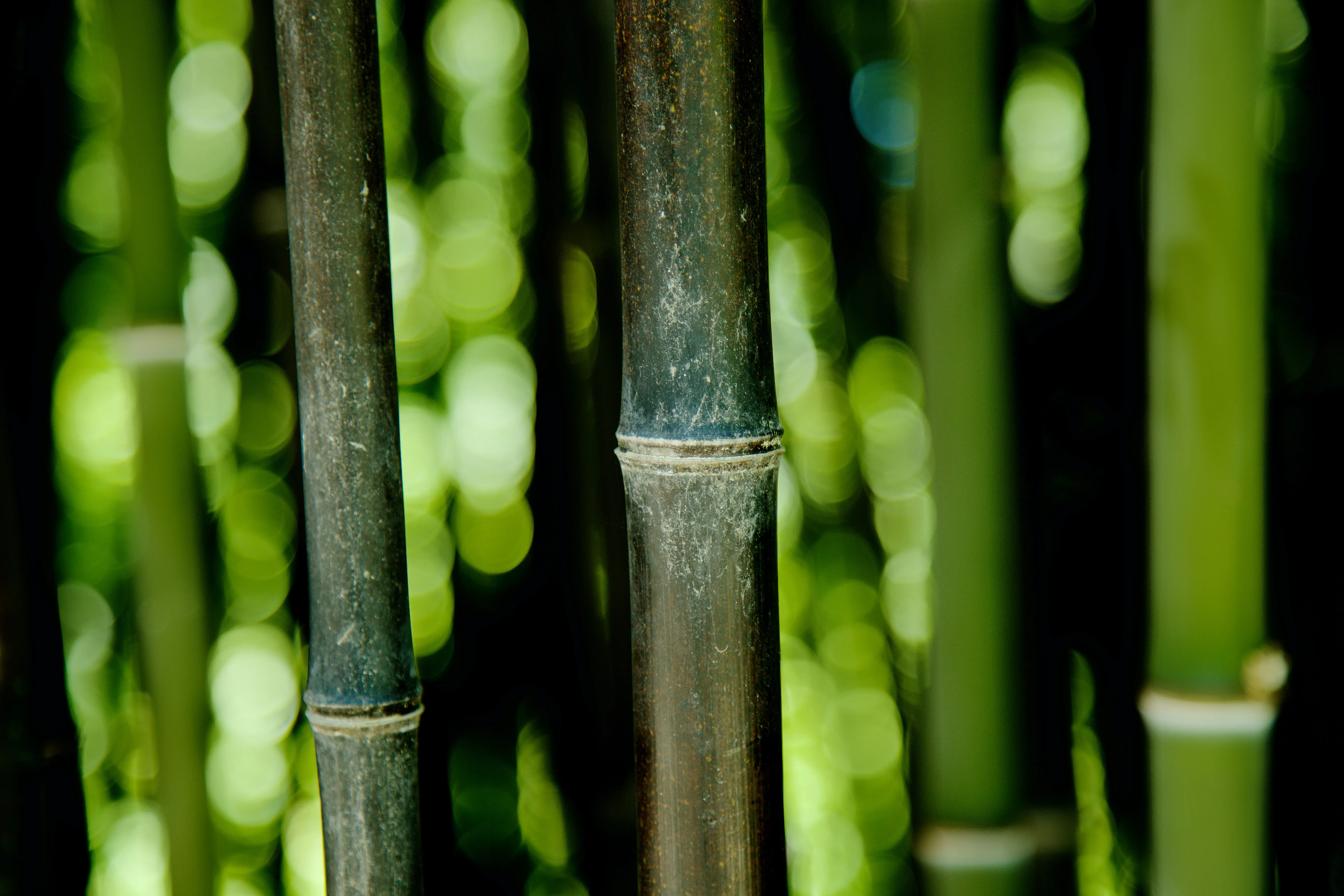 Benefits of Bamboo as a Sustainable Material