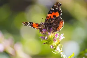 butterfly to symbolize being unique in your brand and voice on social media