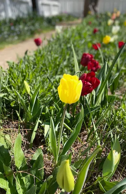 spring tulips to motivate you