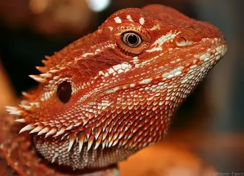 picture of red bearded dragon for sale