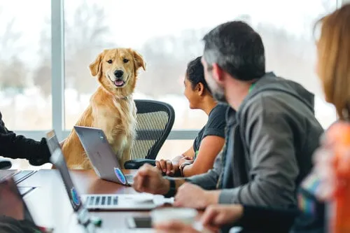 Golden Retriever in office chair in office with a computer at Newman's Dog Training