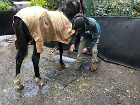 Gorgeous weanling having his hooves handled and picked up for the first time