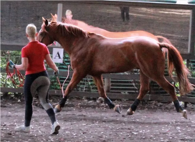 Horse being lunged by Leanne to help build up its fitness