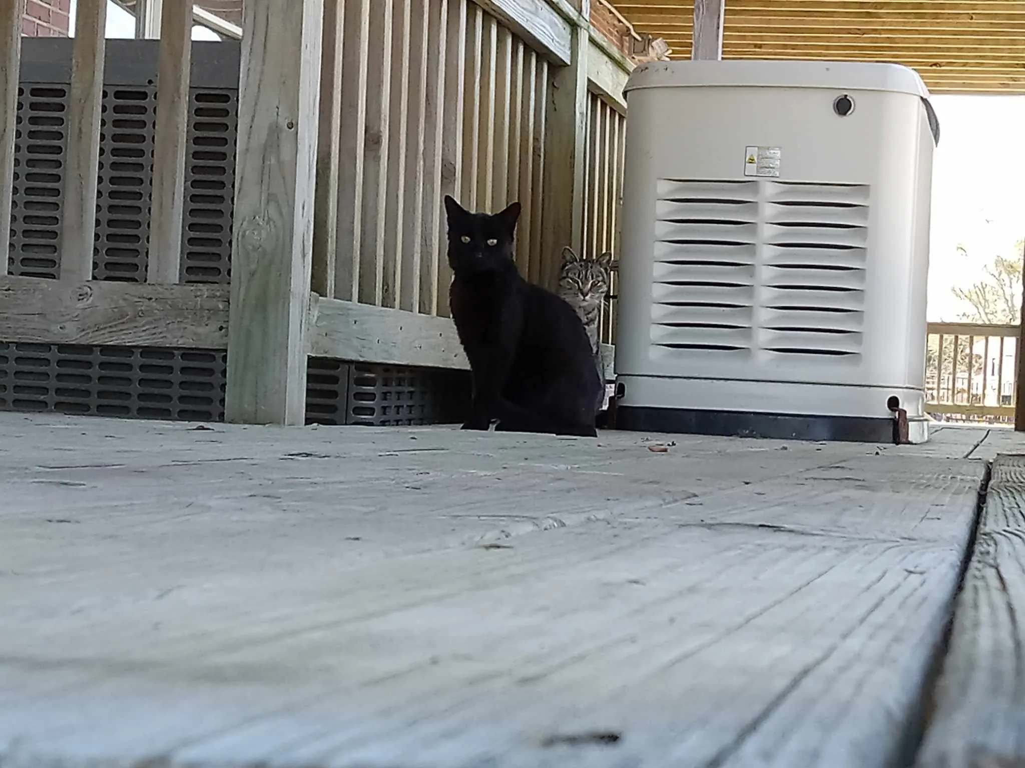 Plymouth, NC cats hanging out on the riverwalk