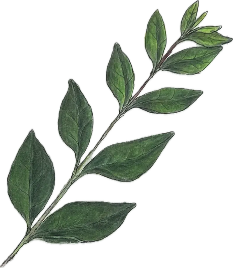 bianca-rathgeb-Blätter-illustration