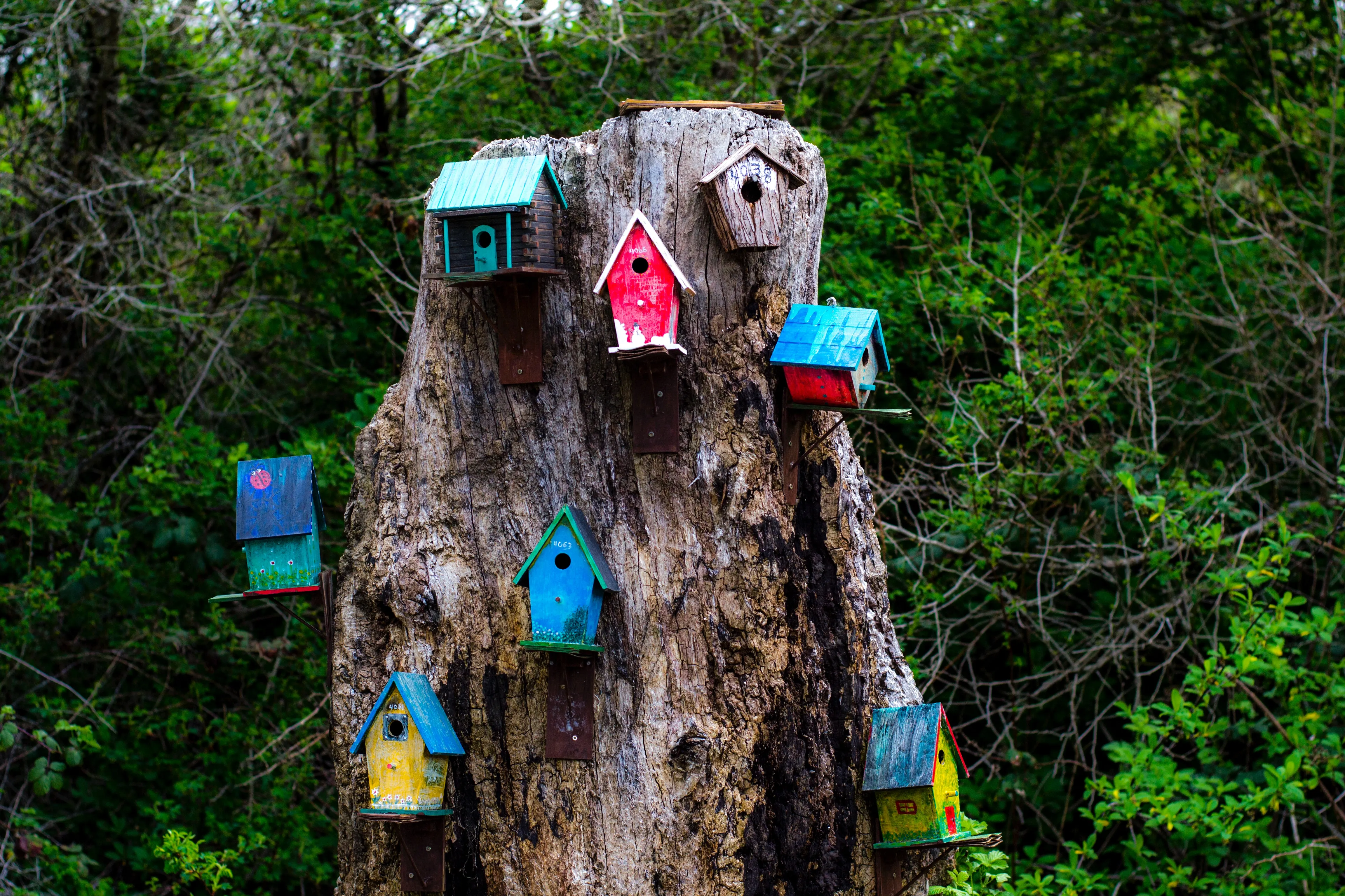 Bird houses on a tree stump