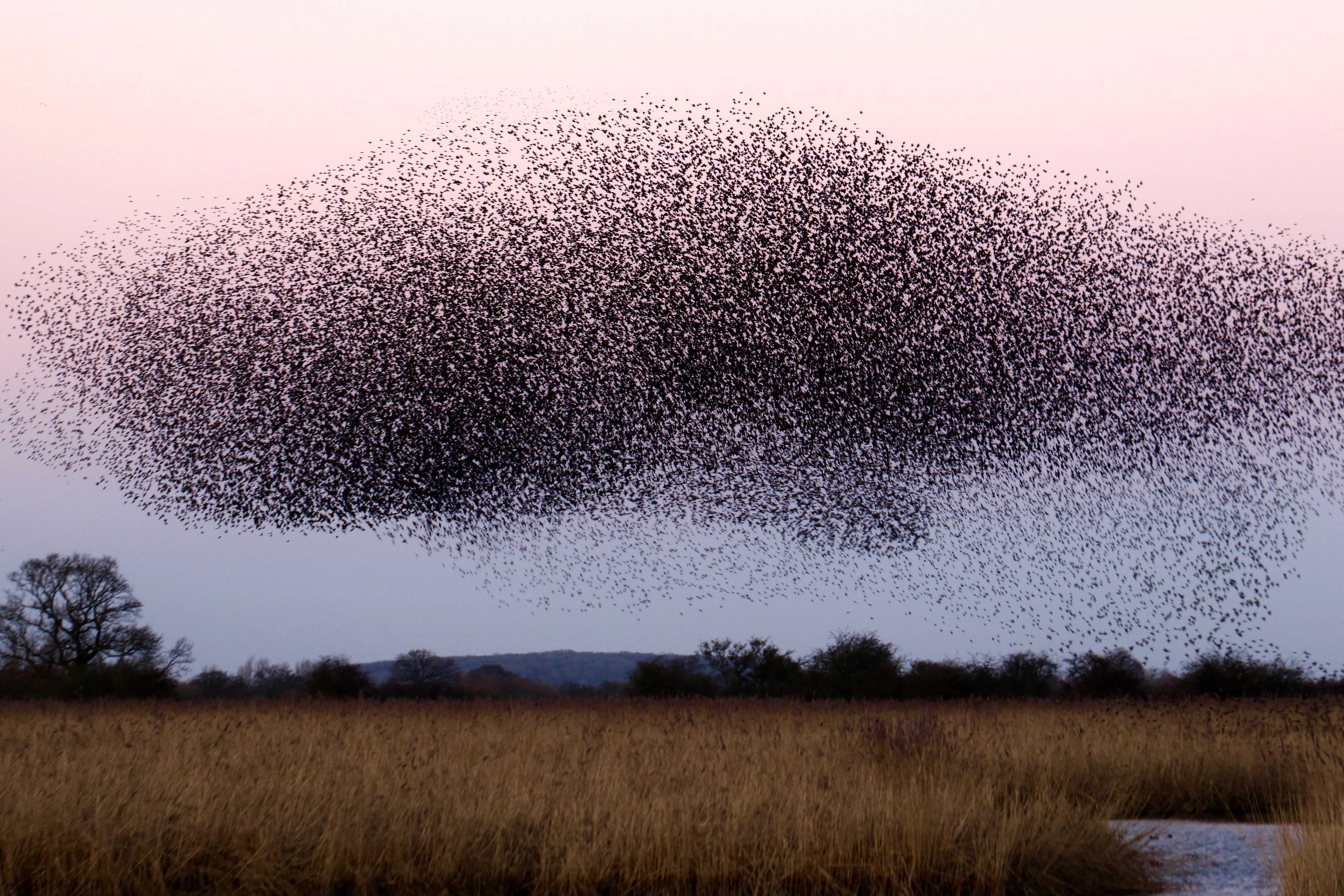 Swarm of birds