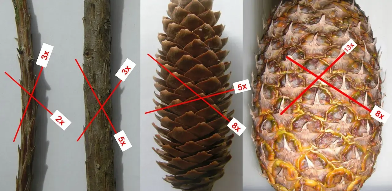 fibonacci numbers found in pine cones and pineapples