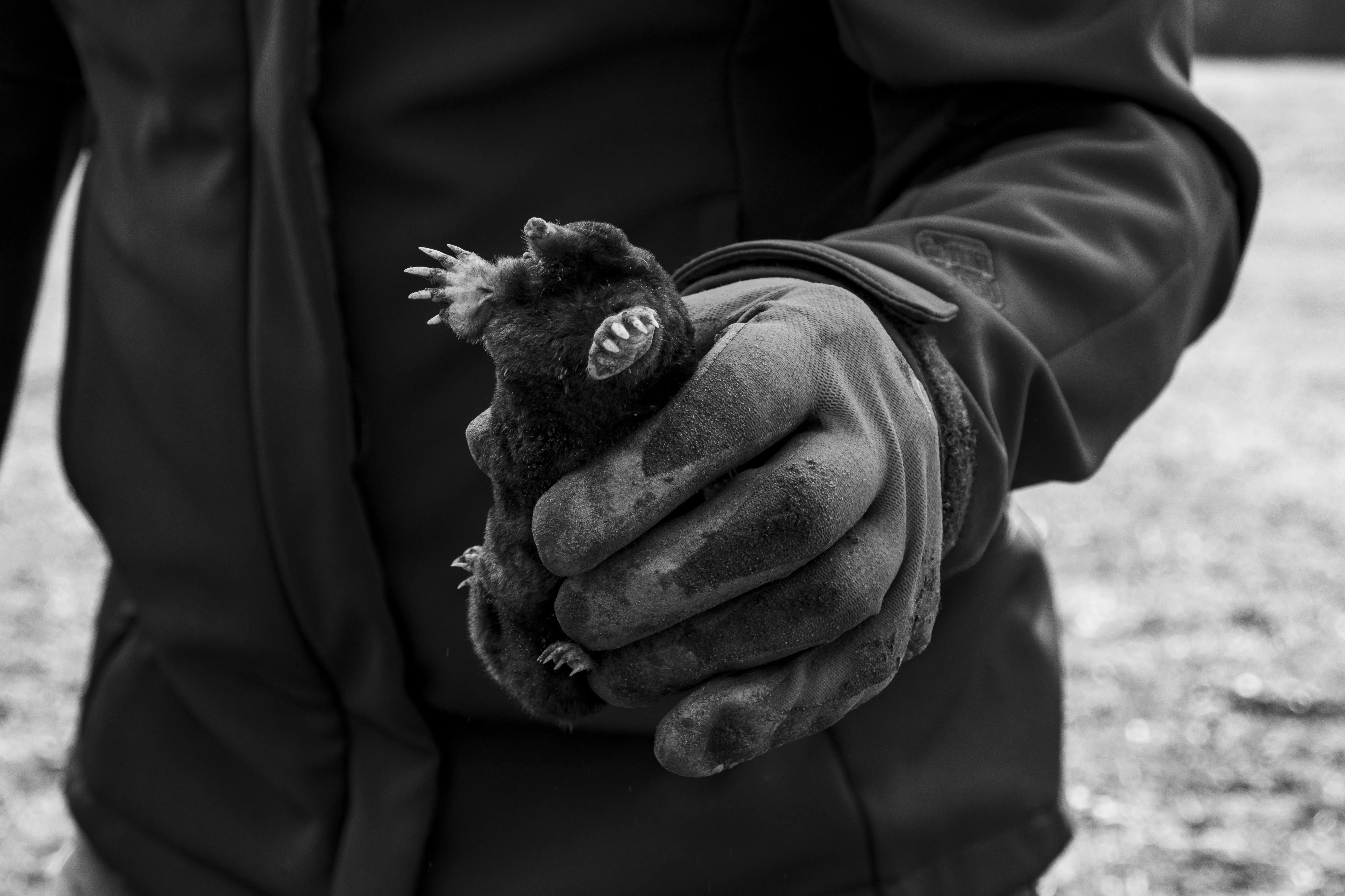 Yard Mole Trapping Services