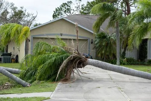 palm tree removal miami home