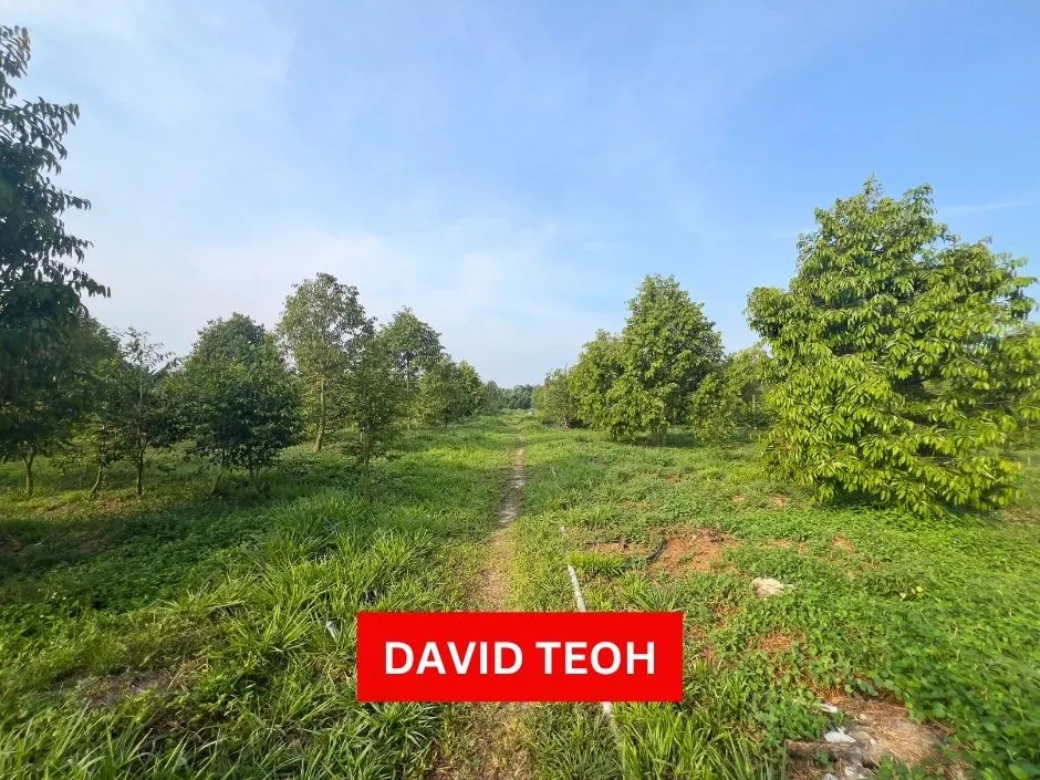 durian farm agriculture land for sale at sungai bakap