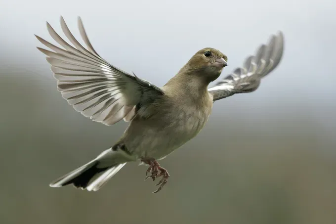 white bird flying high