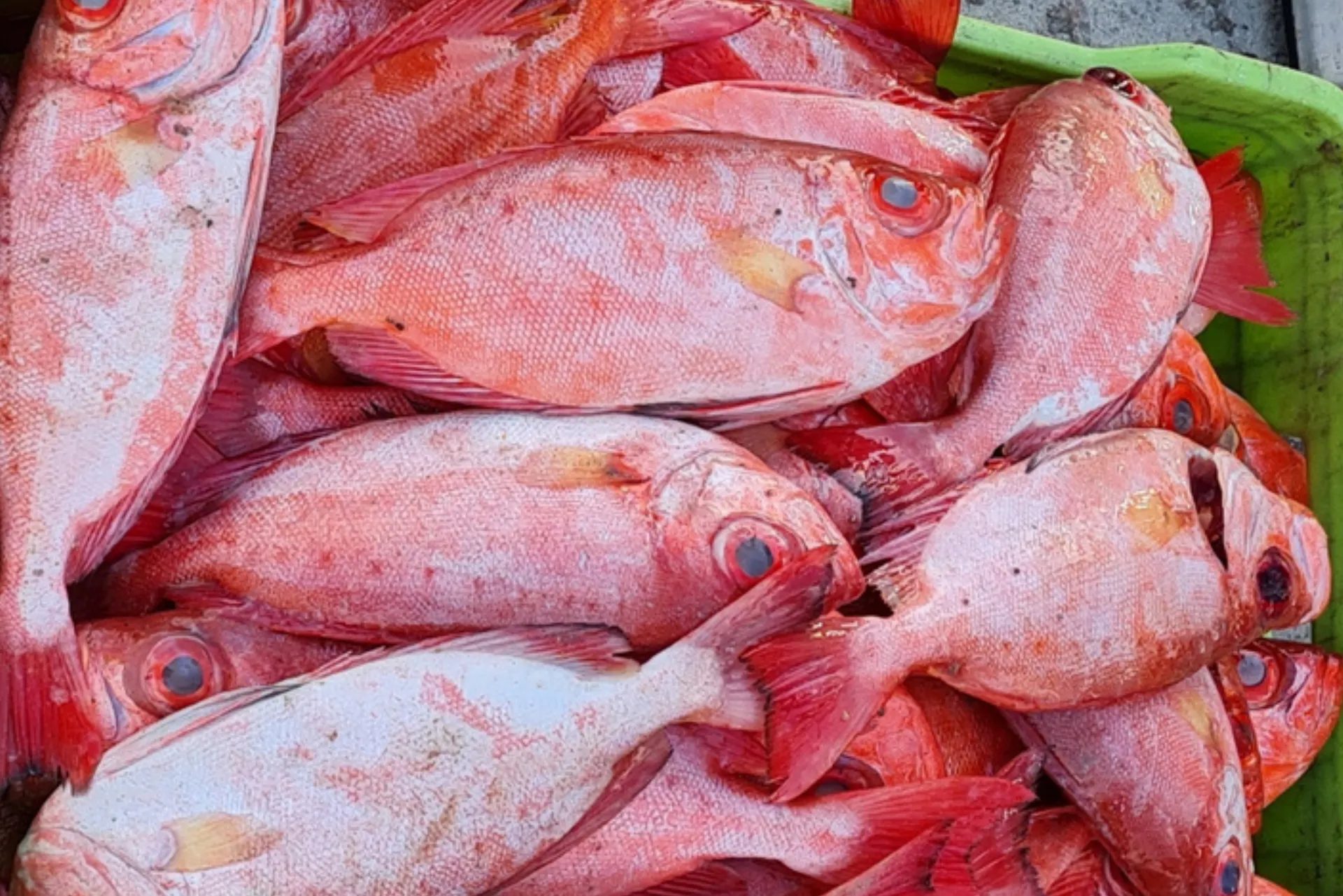 pargo2 margarita sea trade