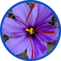 Saffron Extract