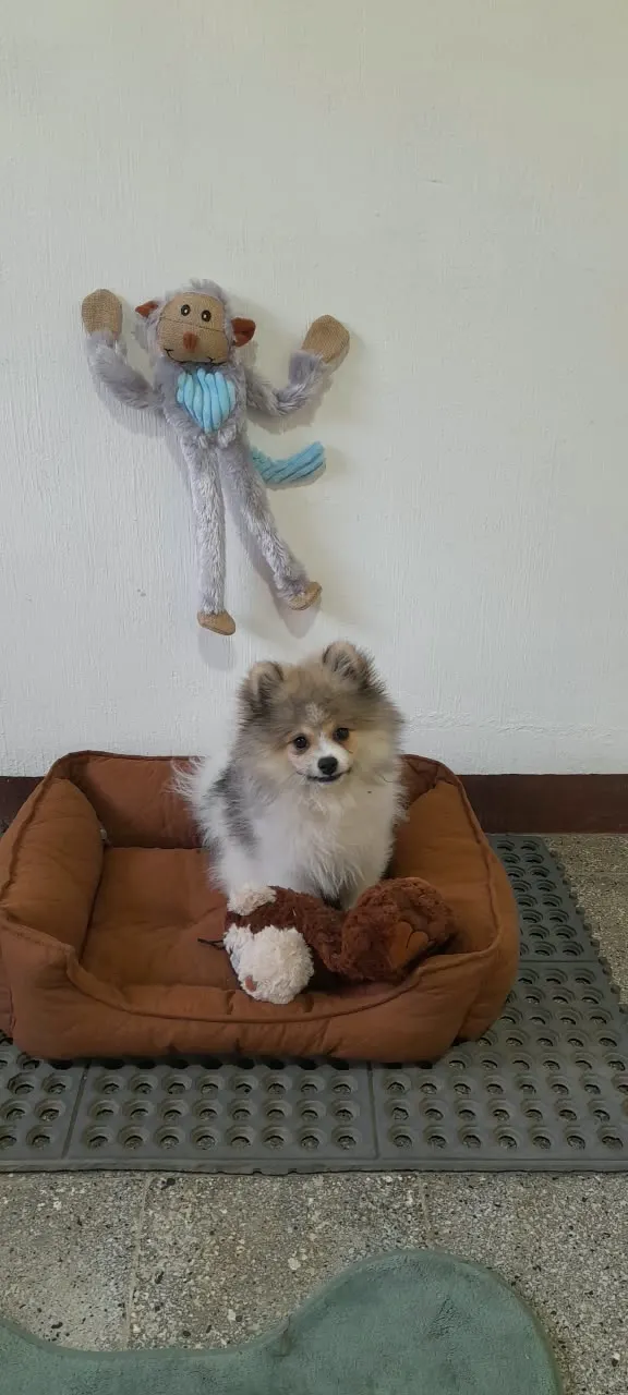 Little Woof Hotel Boutique para perritas de raza pequeña en San Lucas Sacatepequez