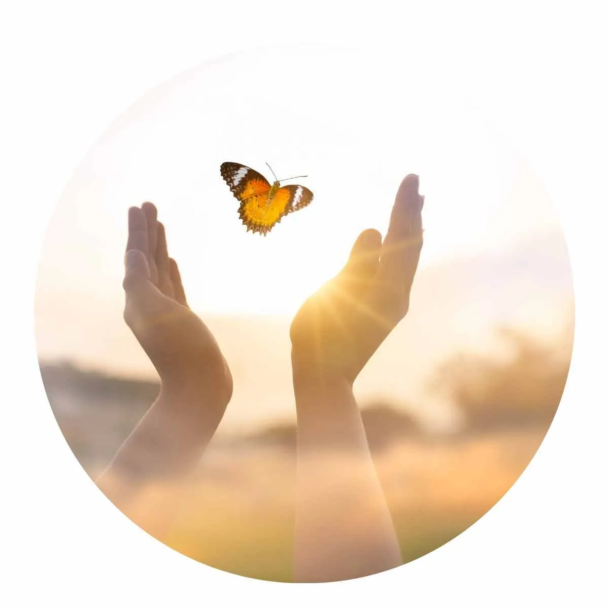 A butterfly leaving a hand