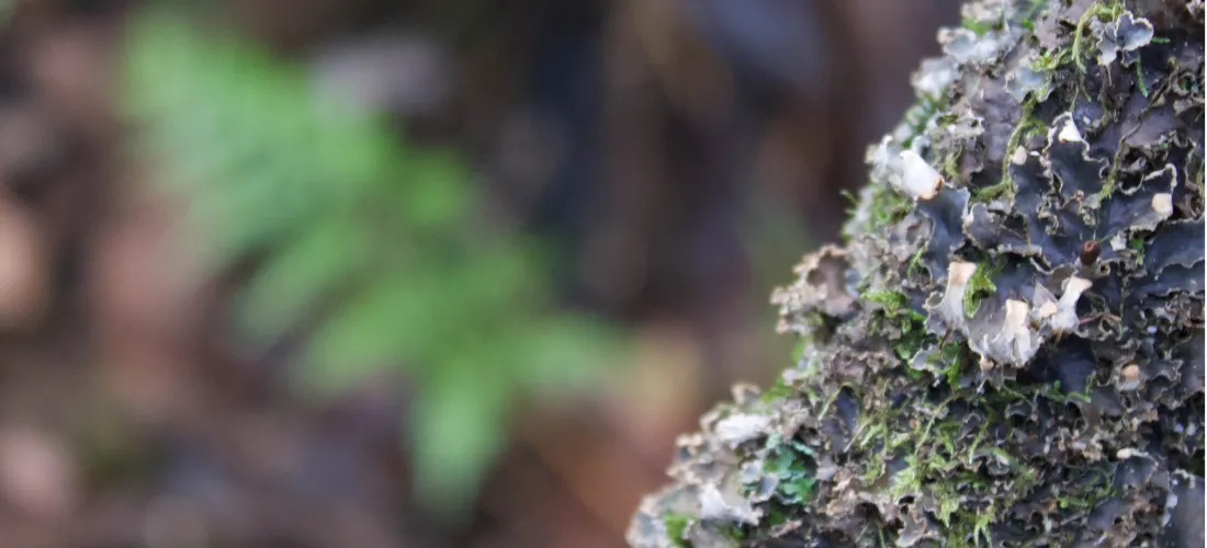 moss