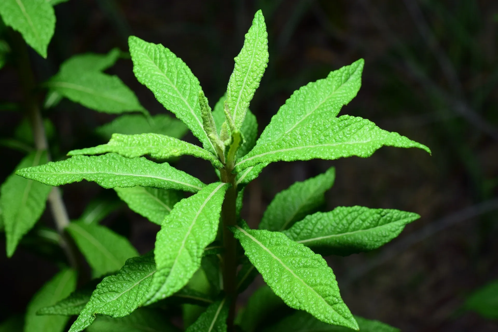 Leaves of a spearmint plant