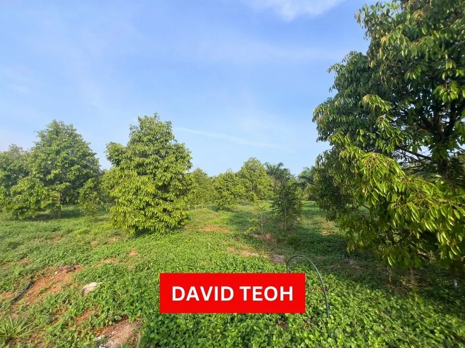 agriculture land for sale at sungai jawi
