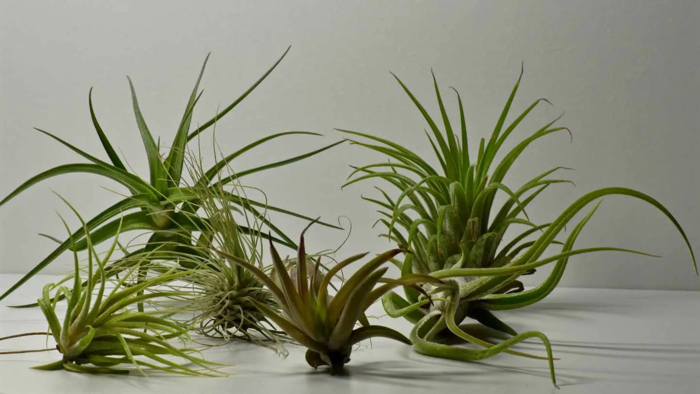 driftwood and air plants