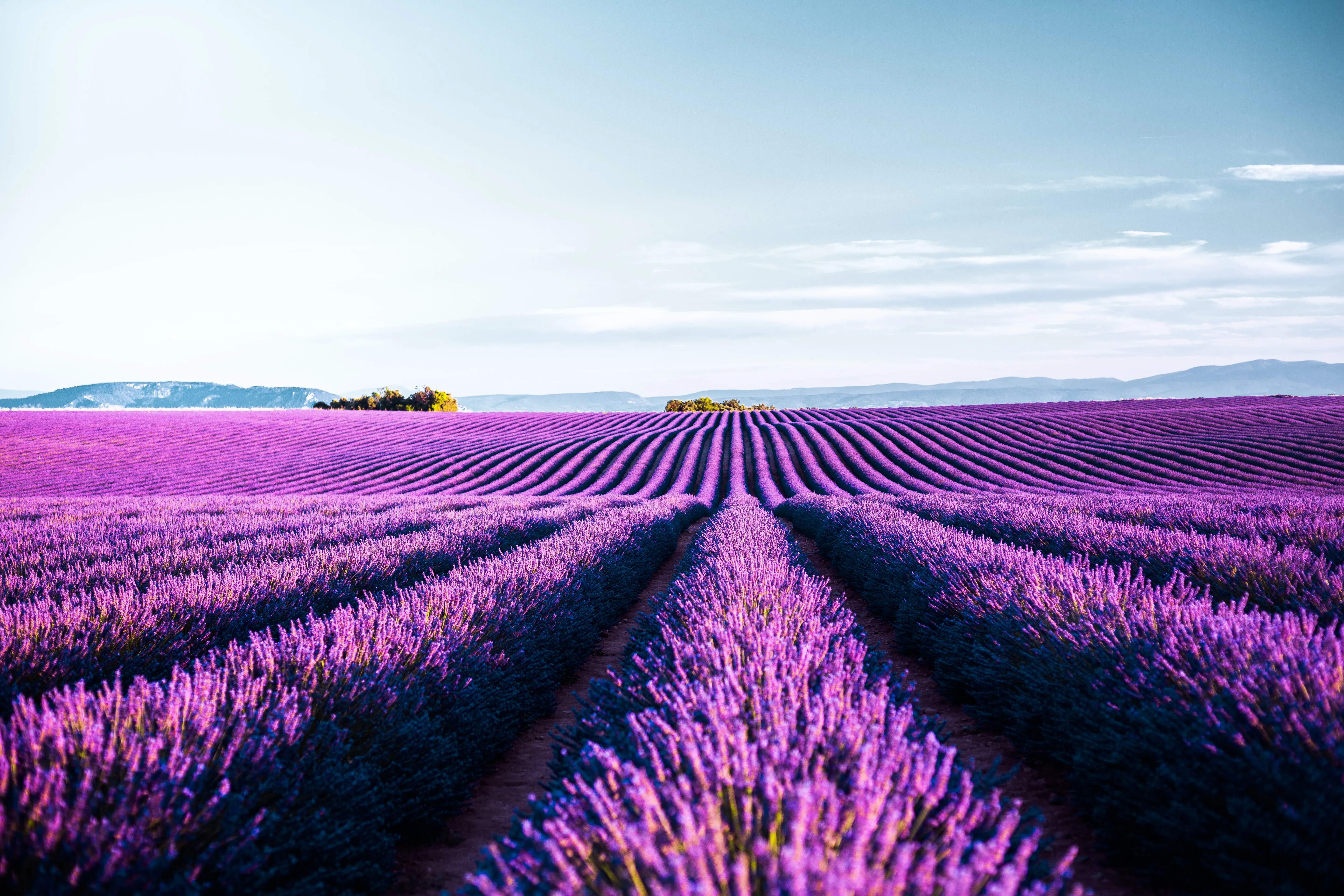 Lavender field