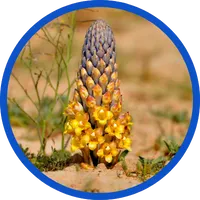 Cistanche Tubulosa
