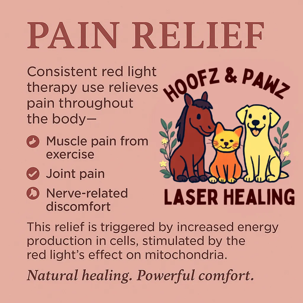 Pain relief benefits of red light therapy for pets from Pawz Laser Healing in BC