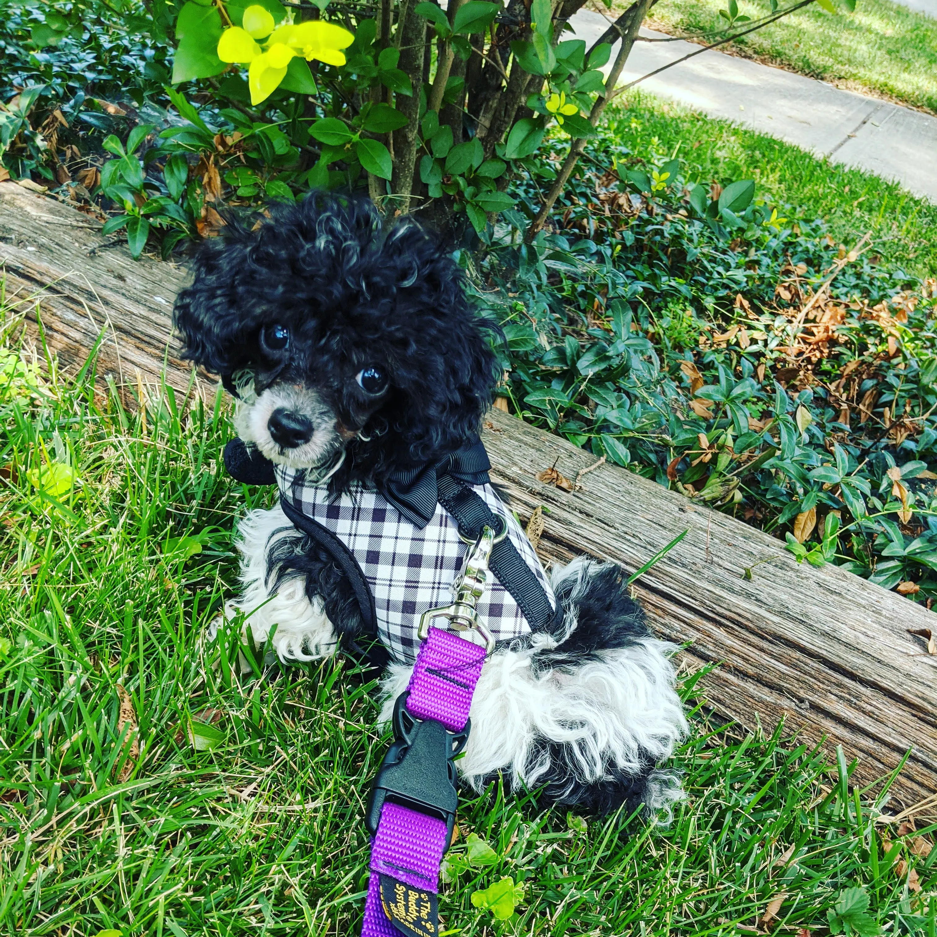 Toy Poodle puppy during early-stage day training in Waldo Kansas City, learning recall and focus with professional trainer